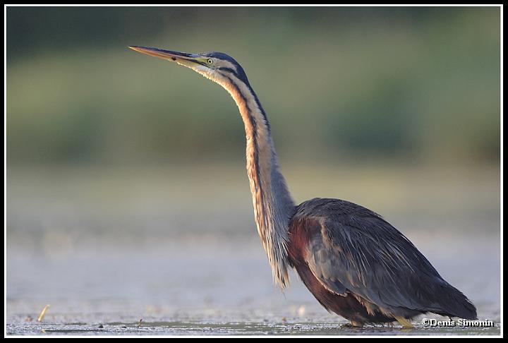 Héron pourpré en chasse
